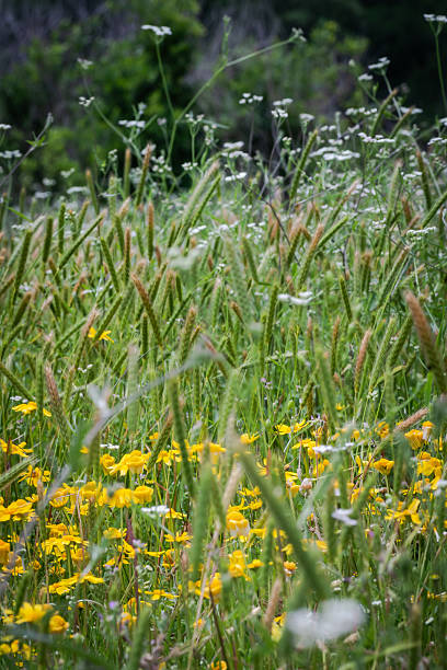 istock Native wildflowers in Austin, Texas 2203170402
