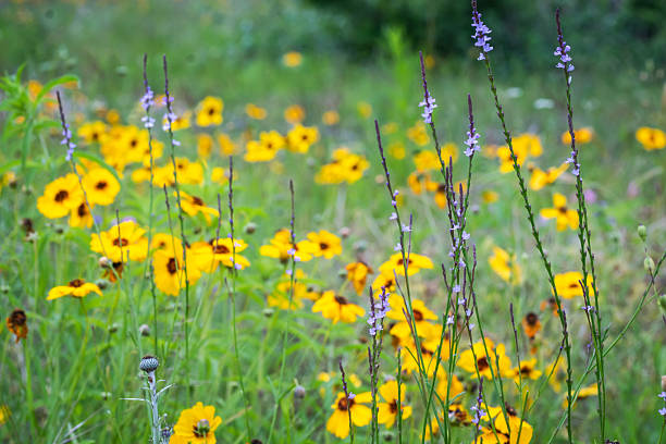 istock Summer native wildflowers, Austin, Texas 2203170685