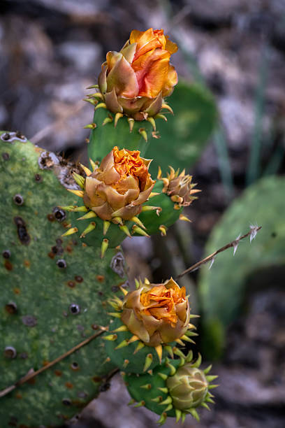 istock Summer native wildflowers, Austin, Texas 2203170741