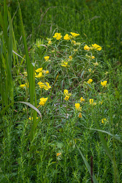 istock Summer native wildflowers, Austin, Texas 2203170778