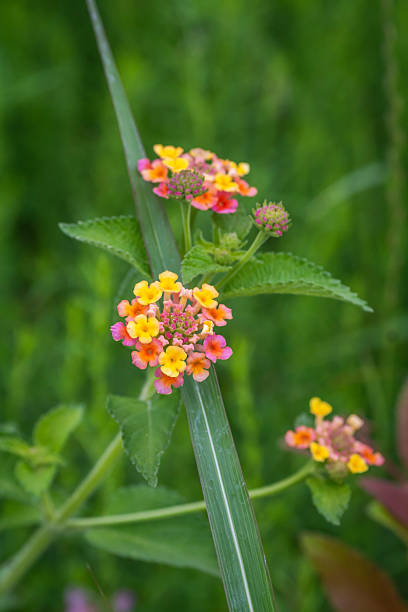 istock Summer native wildflowers, Austin, Texas 2203170908