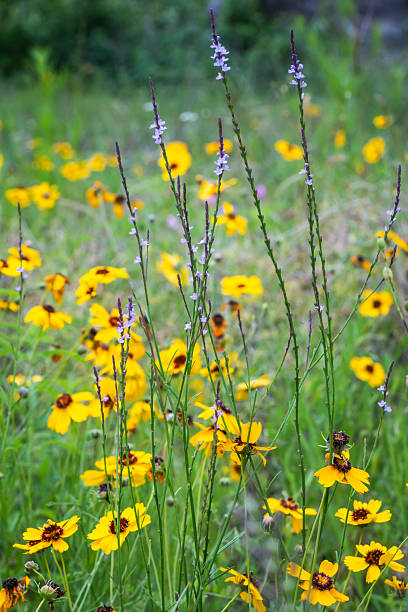 istock Summer native wildflowers, Austin, Texas 2203170909