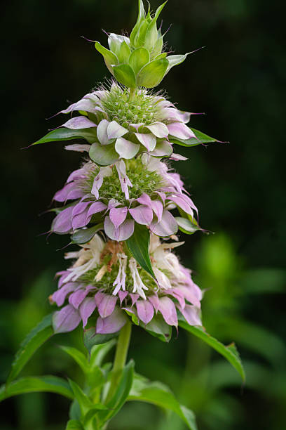 istock Summer flower, Austin, Texas 2203170957
