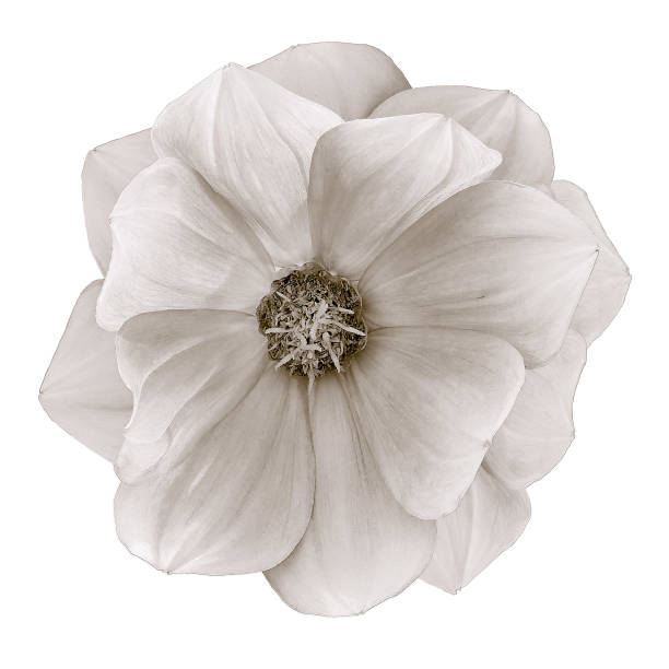 Dahlia flower  on a  white isolated background with clipping path. Closeup.  Nature.