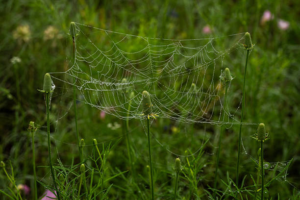 istock Early morning wildflowers meadow, Austin, Texas 2203171565