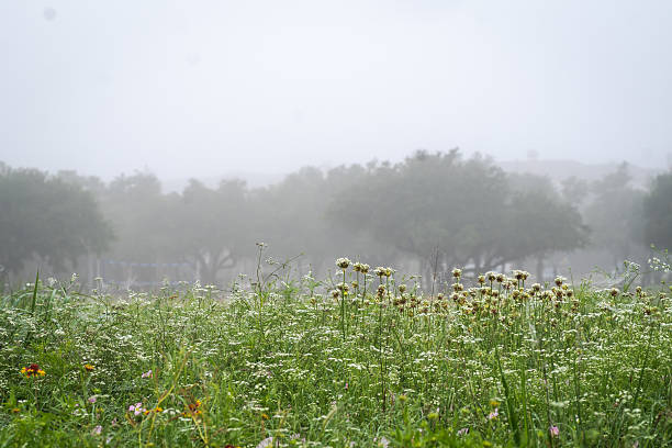 istock Ethereal public park with flowers covered dew, Austin, Texas 2203171726