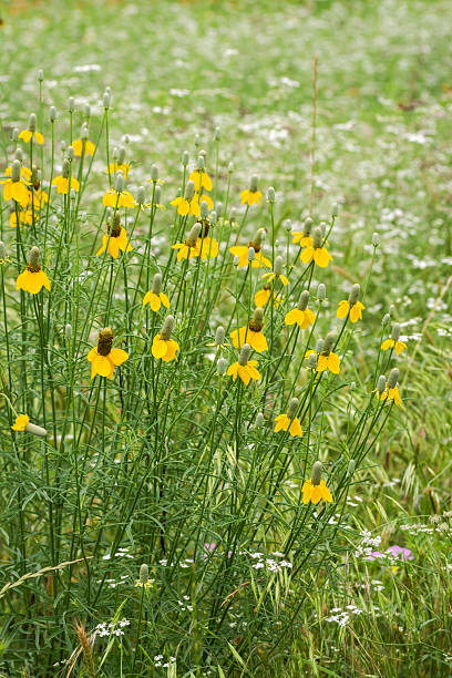 istock Late spring early summer wildflowers in Austin, Texas 2203172285