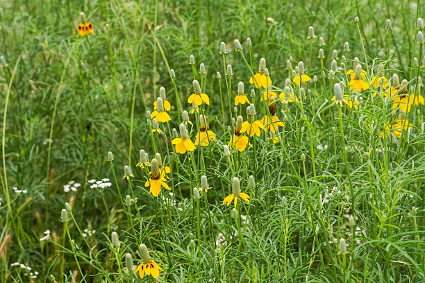 istock Late spring early summer wildflowers in Austin, Texas 2203172289