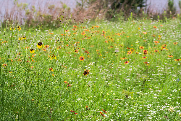 istock Late spring early summer wildflowers in Austin, Texas 2203172298