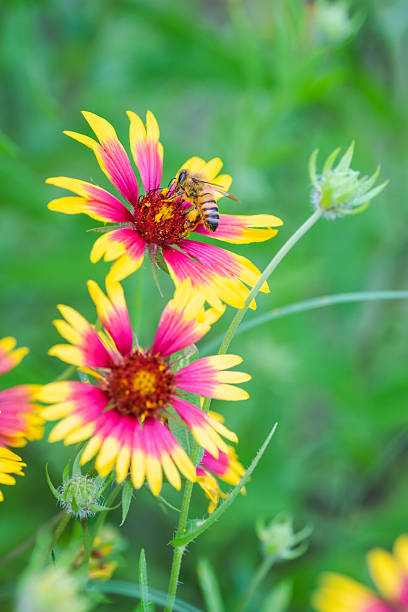 istock Indian Blanket in full blooms 2203172494