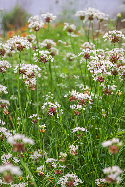 istock Late spring early summer wildflowers in Austin, Texas 2203172559