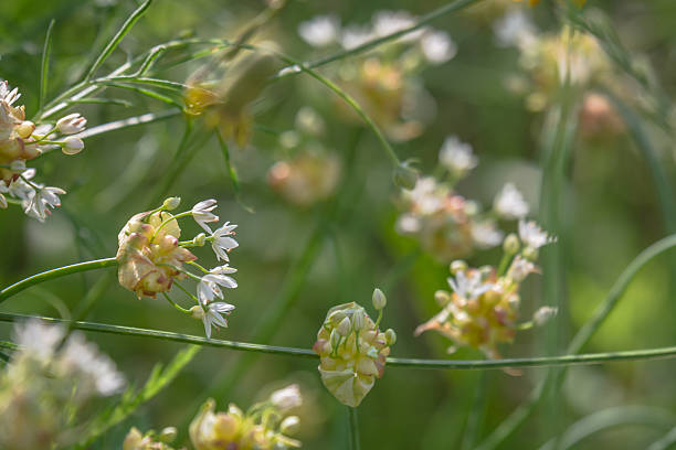 istock Texas summer wildflowers 2203172654