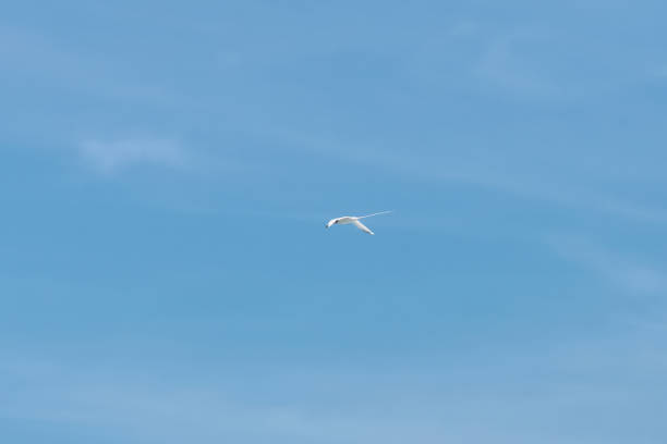 istock White-tailed tropicbird, a stunning seabird native to Mauritius 2203172716