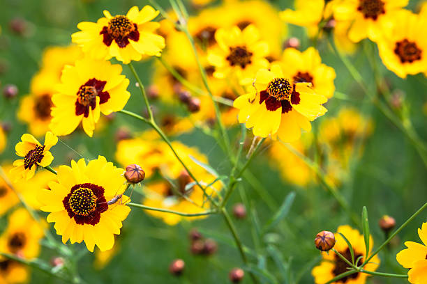 istock Texas late-Spring Wildflowers 2203172753