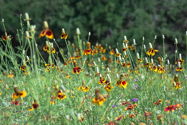 A beautiful coneflower (echinacea) grows in a Cape Cod garden