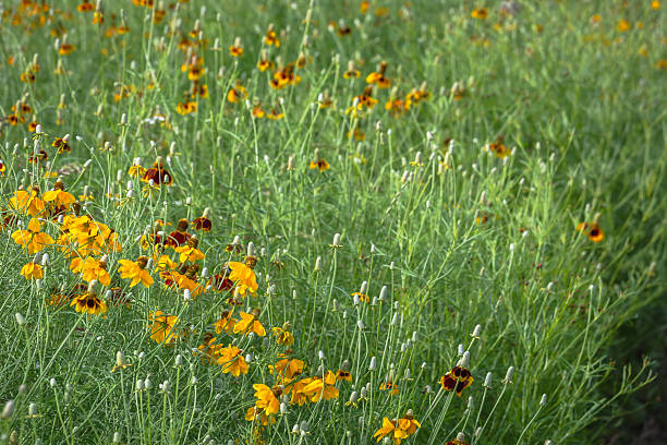 istock Colorful wildflower in Texas springtime 2203172886