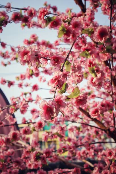 istock Japanese cherry blossoms artificial flowers 2203173499