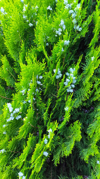 istock oriental arbor vitae tree in the garden close up 2203174146