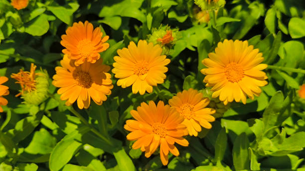 istock blooming orange calendula flowers in the garden 2203174204