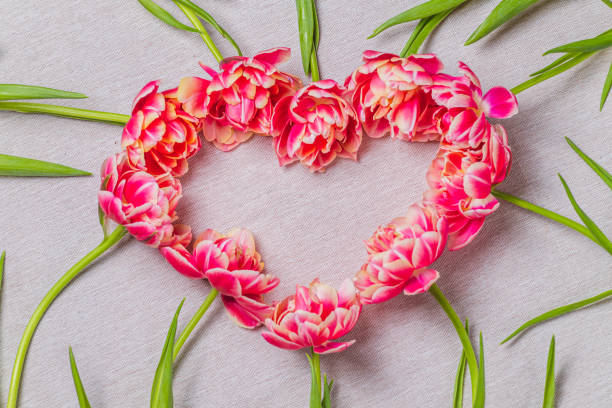 The heart is lined with tulips on a white background