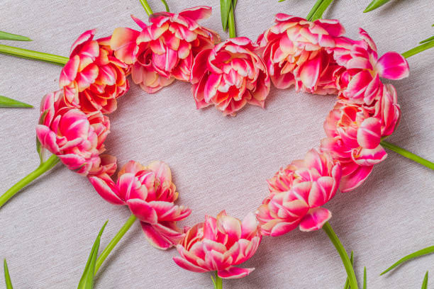 istock The heart is lined with tulips on a white background 2203174313