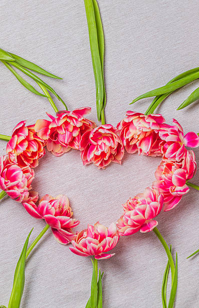 istock The heart is lined with tulips on a white background 2203174315