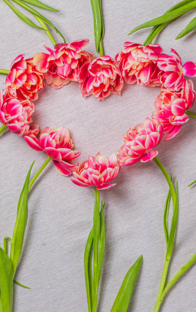 istock The heart is lined with tulips on a white background 2203174329