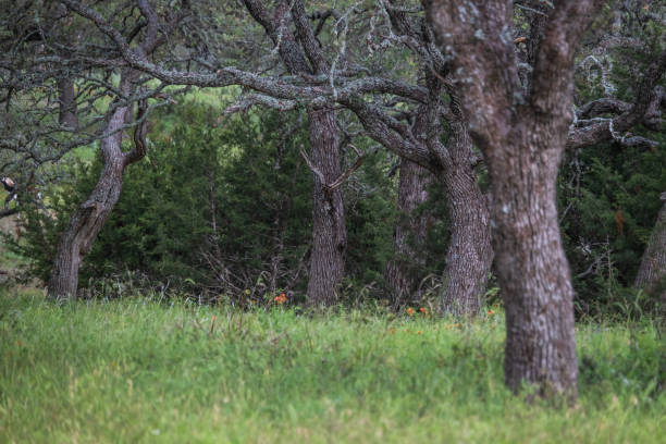 Cloud and tree growth, a spring storm grows behind a tree in the rural Texas hill country near Fredericksburg. Puffy cumulus clouds lift upwards behind a green tree with copy space. a spring and summer concept image.