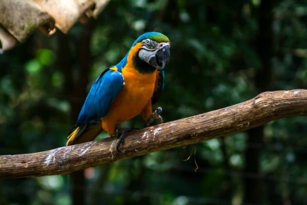 istock blue and yellow macaw, Ara ararauna 2203175254