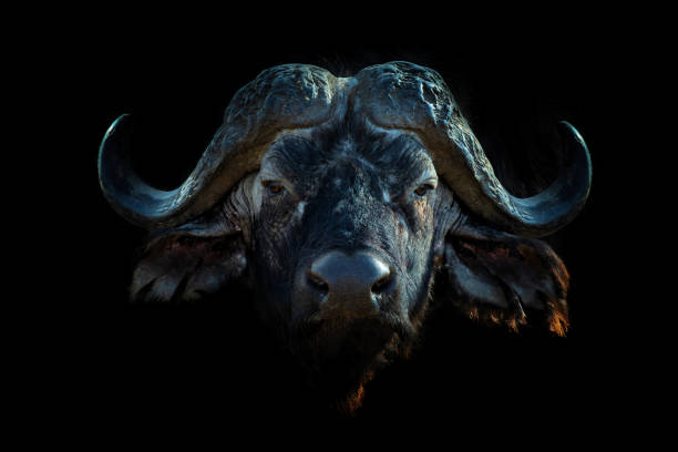 istock Close up portrait buffalo portrait on black background 2203175346