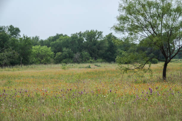 istock Spring in Texas Hill Country 2203175508