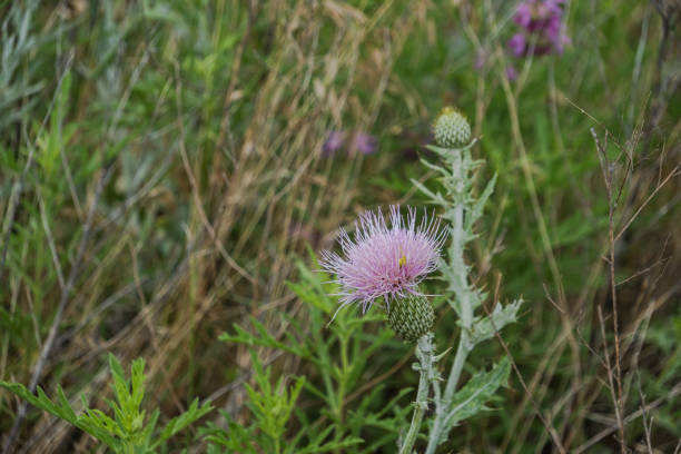 Wildflower blooming in Texas Hill Country spring with wildflowers and native plants rural