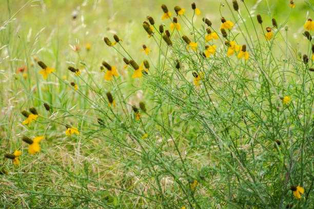istock Spring in Texas Hill Country 2203176212