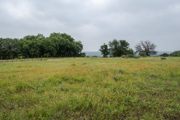 istock Spring in Texas Hill Country 2203176234