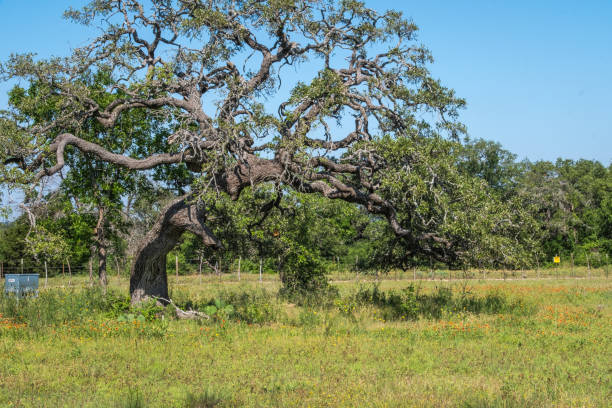 istock Texas Hill Country 2203176691