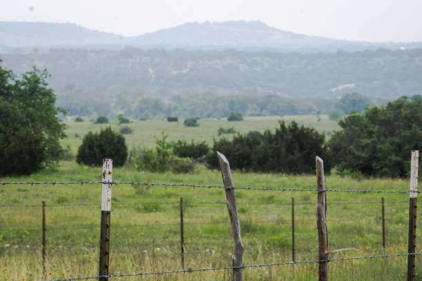 Spring in Texas hill country open sky native wildflowers plants lush green country road