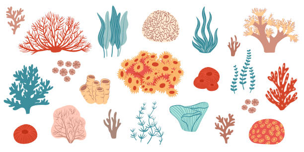 Coral set. Ocean plants, underwater flora, seaweed. Aquatic plant, algae, tropical seabed elements vector set Coral set. Ocean plants, underwater flora, seaweed. Aquatic plant, algae, tropical seabed elements vector set coral reef stock illustrations