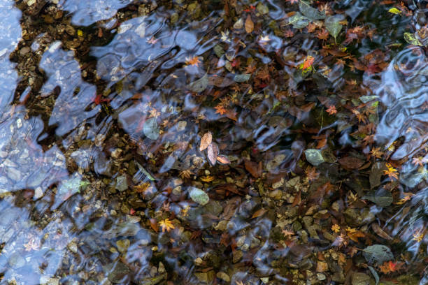 autumn landscape