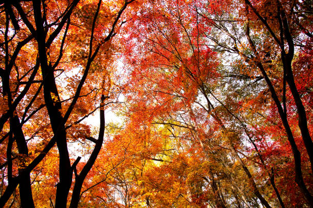 istock low-angle view of the maple trees covering the sky 2203180431