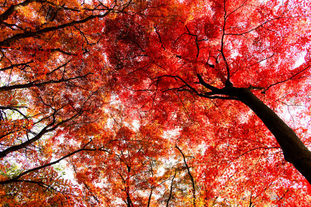 autumn landscape