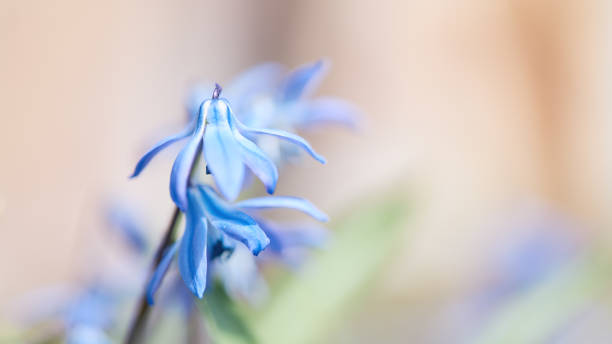 istock Delicate blue spring flowers bloom softly in warm sunlight outdoors 2203182071