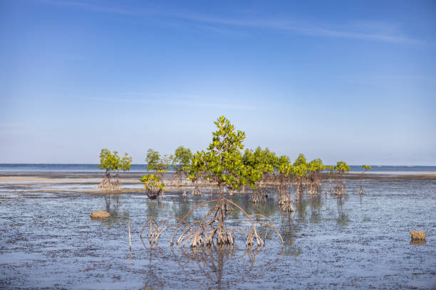 Sulu sea view with mangrove trees after tide.Palawan Island - Philippines.