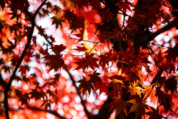 istock Low-angle of the autumn maple leaves 2203182701