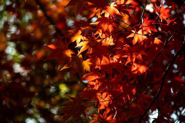 Japanese garden