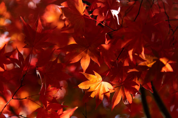 istock Low-angle of the autumn maple leaves 2203182812