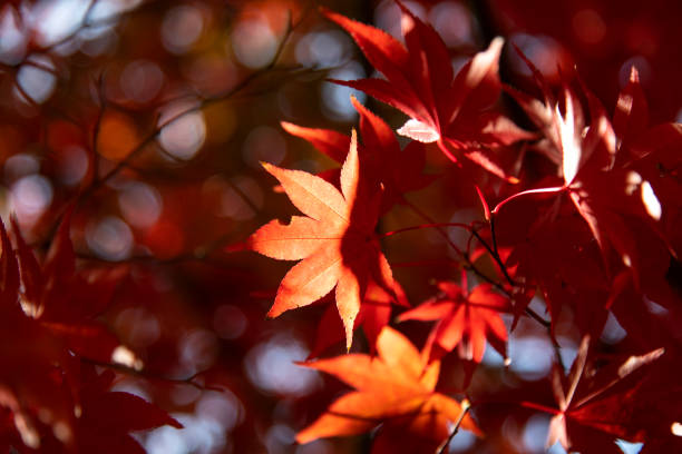istock Low-angle of the autumn maple leaves 2203182817