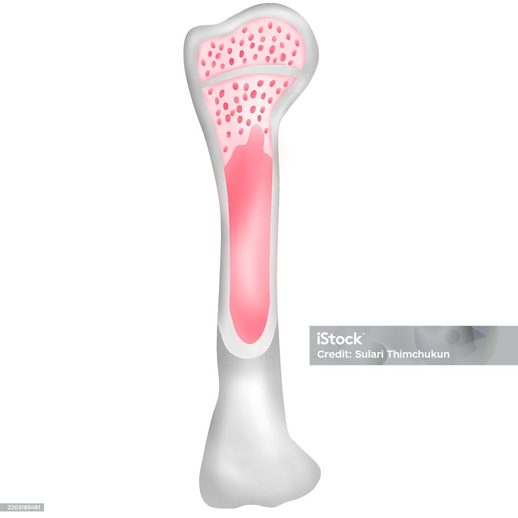Human Bone Structure Stock Illustration - Download Image Now - Anatomy ...