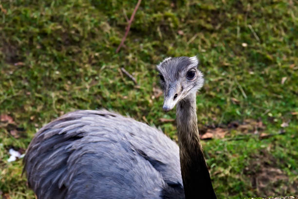 Close up portrait of wild mother emu foraging in Australian bushland