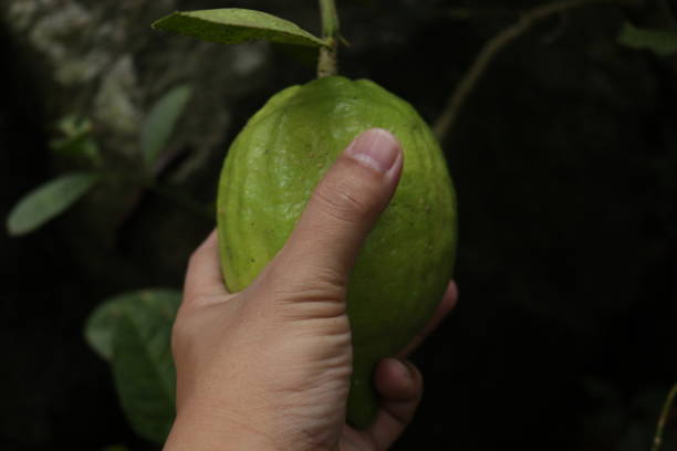 man's hand holding Citrus aurantiifolia