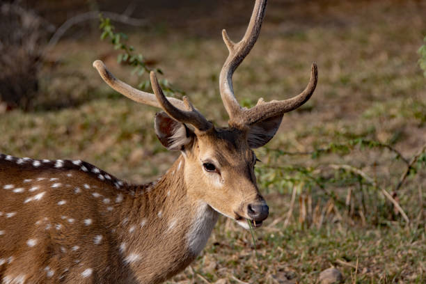 istock a single Chital or Cheetal or Spotted Deer (Axis axis) grazing 2203187236
